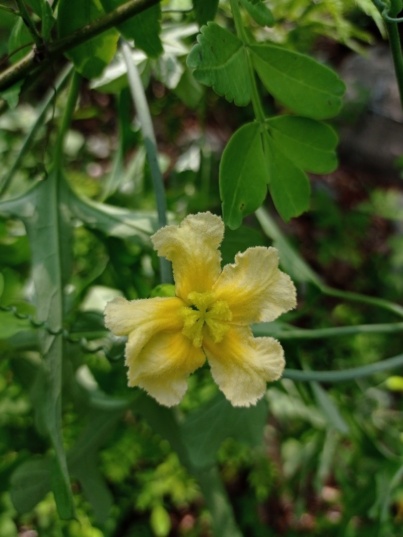 Ibervillea fusiformis photo 3