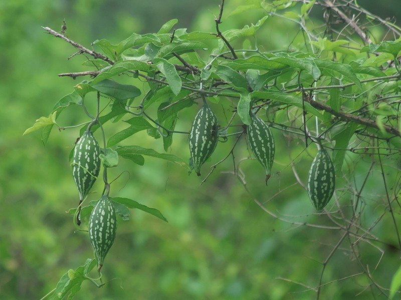 Ibervillea fusiformis photo 4
