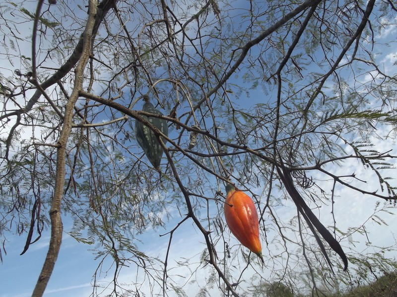 Ibervillea fusiformis photo 5