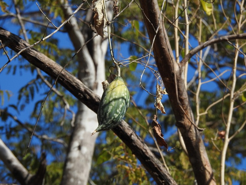 Ibervillea fusiformis photo 7