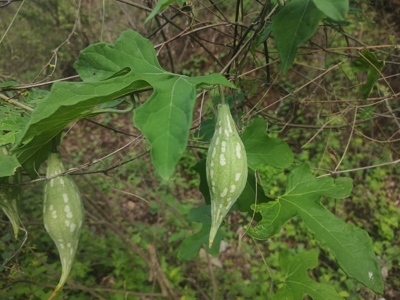 Ibervillea fusiformis photo 8