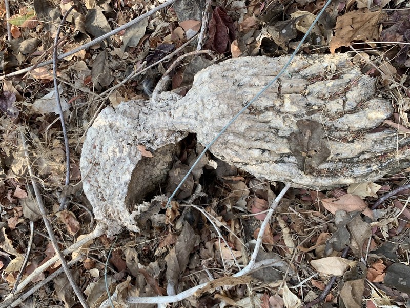 Ibervillea hypoleuca photo 2