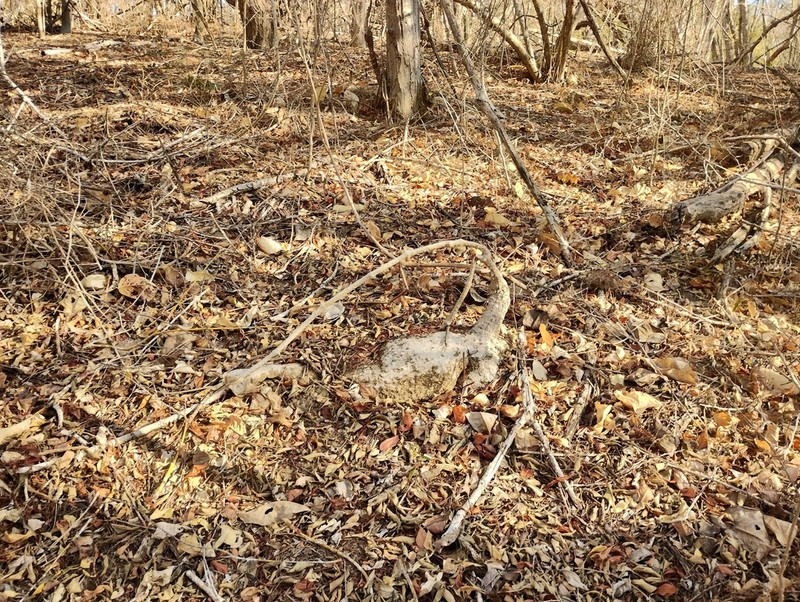 Ibervillea hypoleuca photo 3