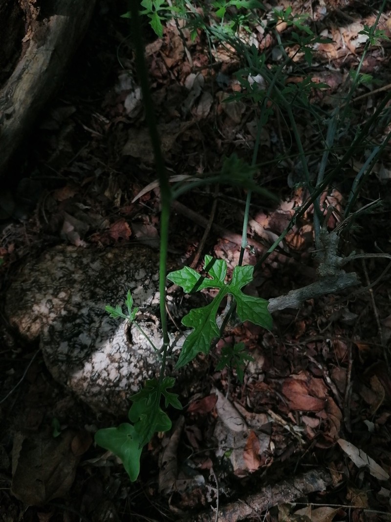 Ibervillea hypoleuca photo 4