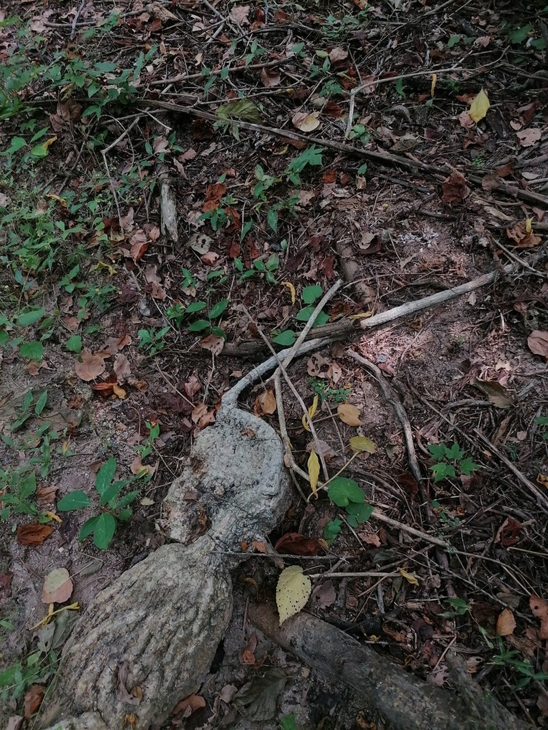 Ibervillea hypoleuca photo 5