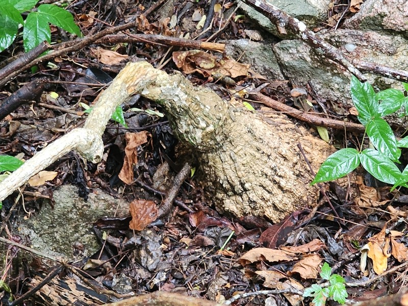 Ibervillea hypoleuca photo 6