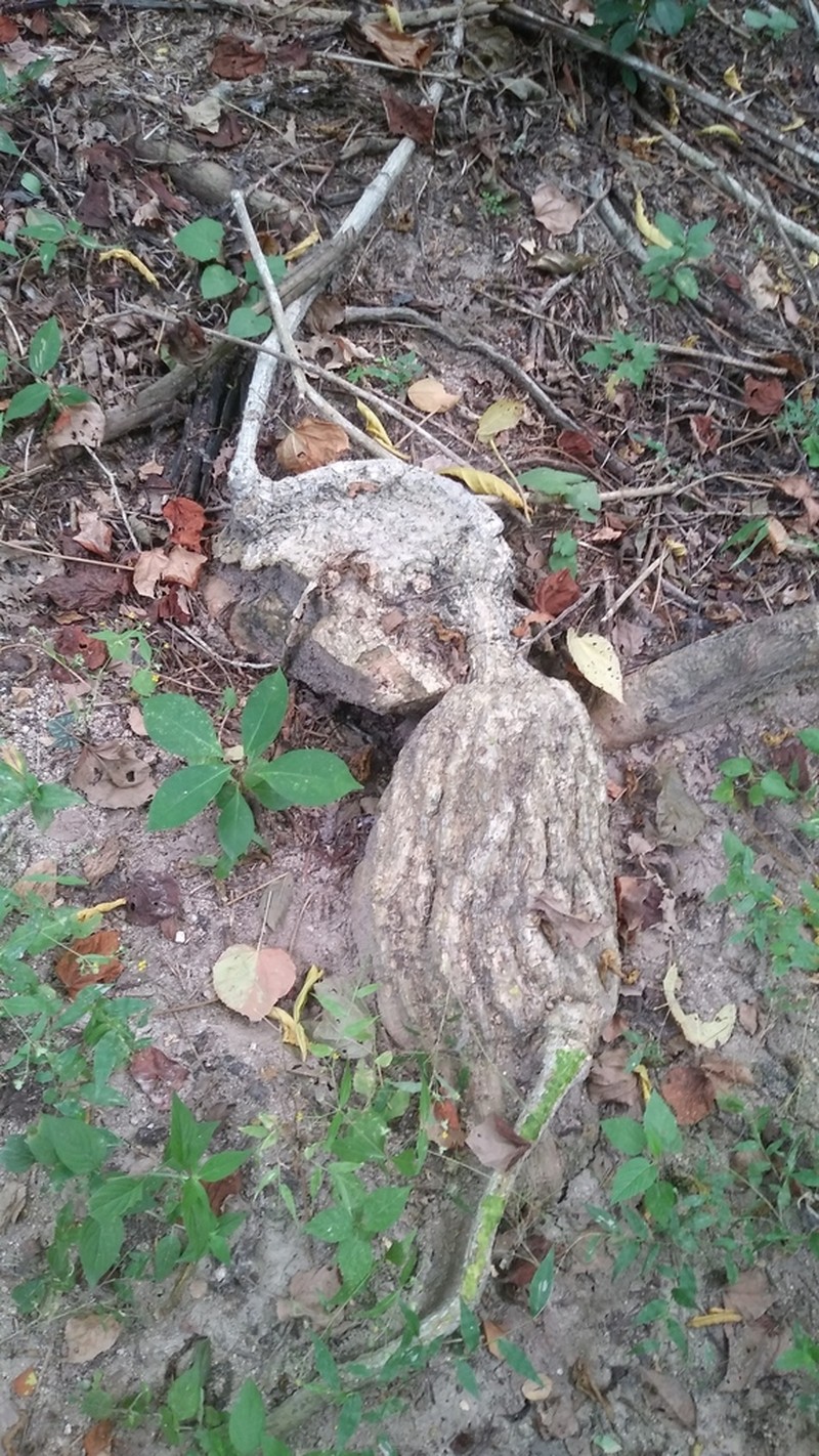 Ibervillea hypoleuca photo 8