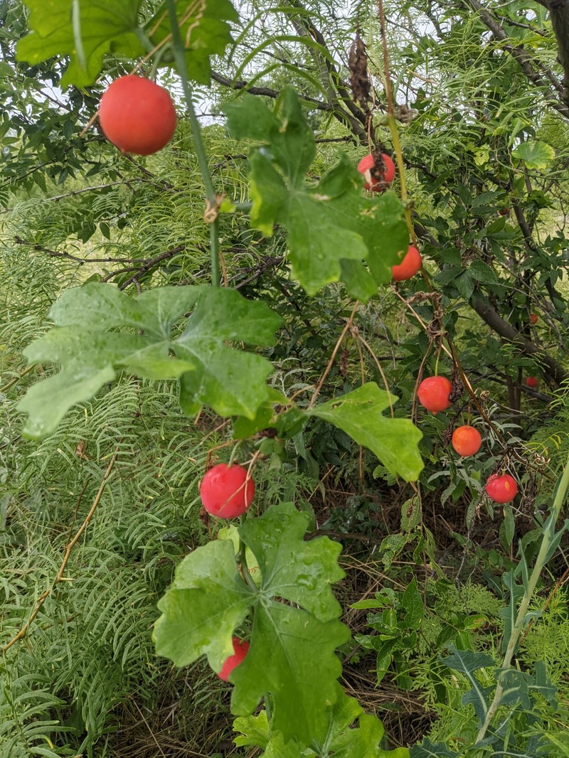 Lindheimer's Globeberry