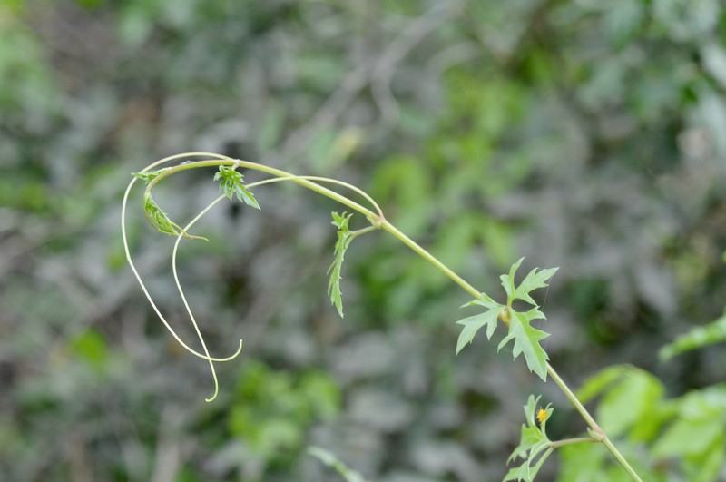 Lindheimer's Globeberry photo 2