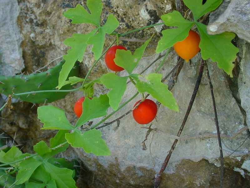 Lindheimer's Globeberry