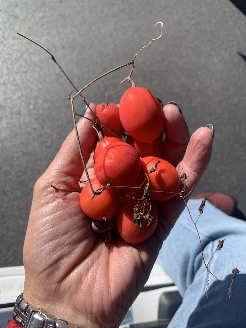 Lindheimer's Globeberry photo 2