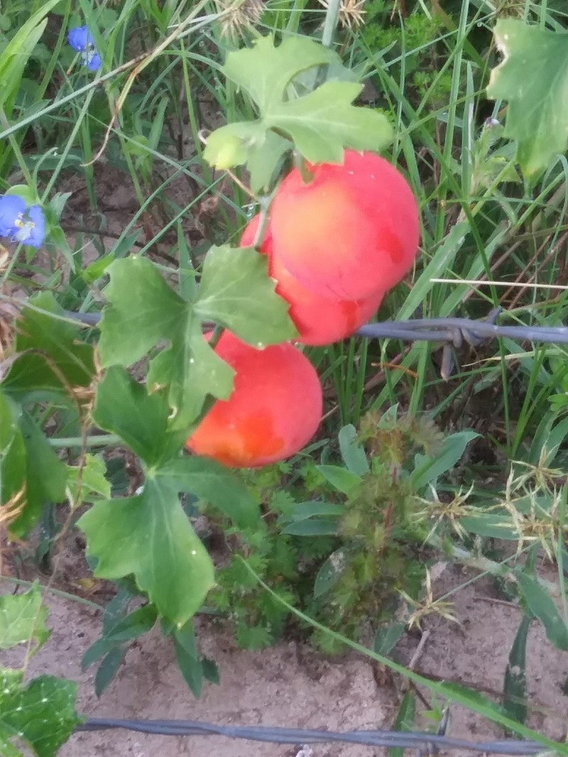 Lindheimer's Globeberry photo 3