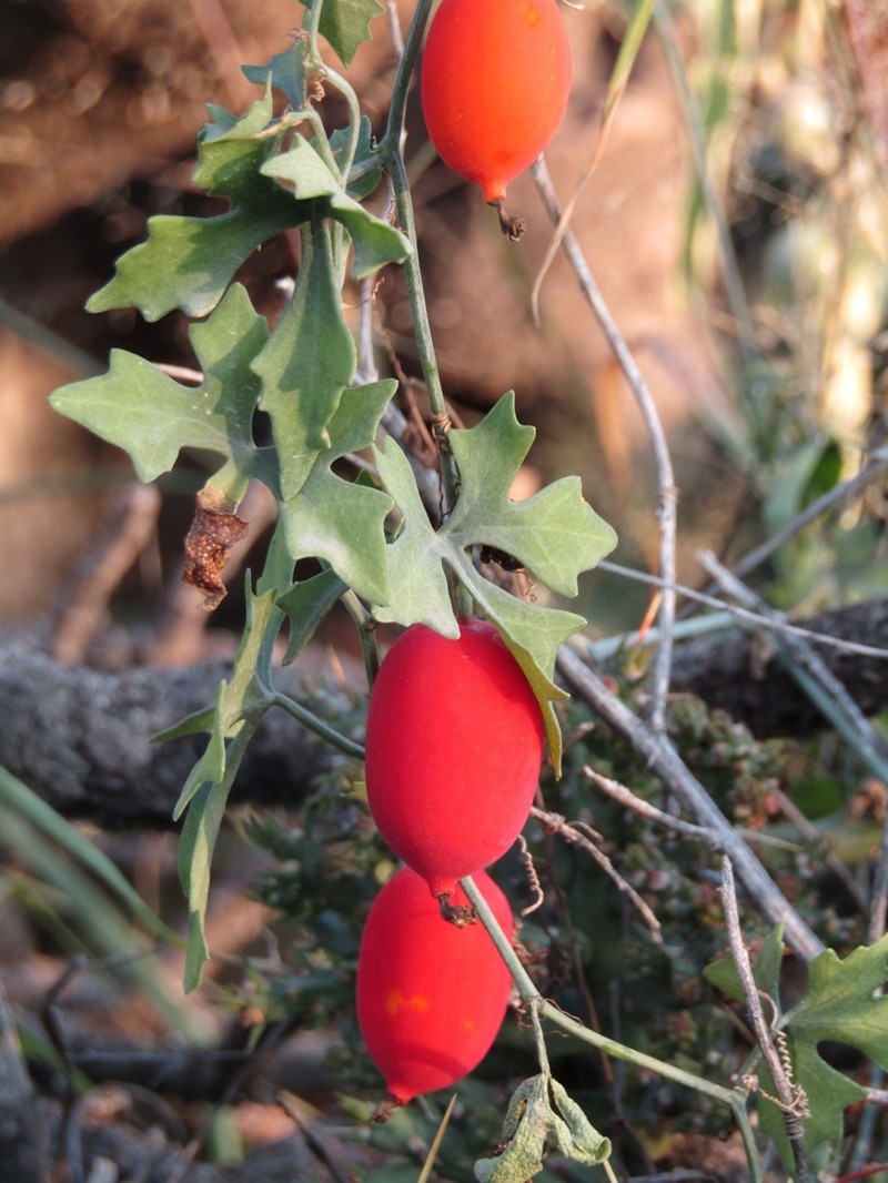 Lindheimer's Globeberry photo 4