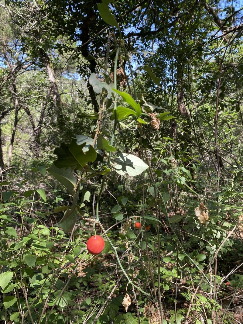 Lindheimer's Globeberry photo 5