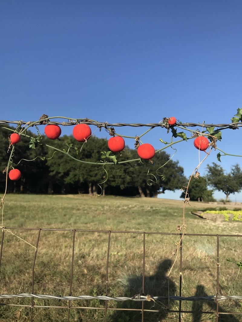 Lindheimer's Globeberry photo 6