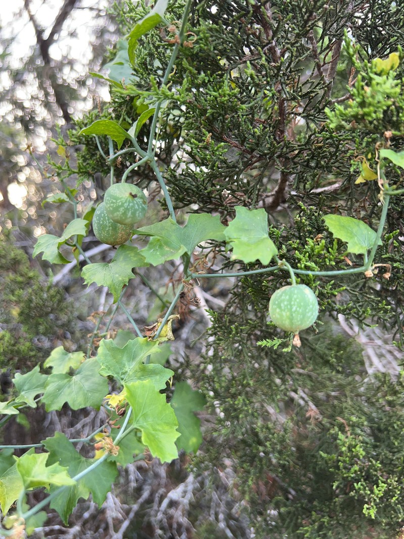 Lindheimer's Globeberry photo 7