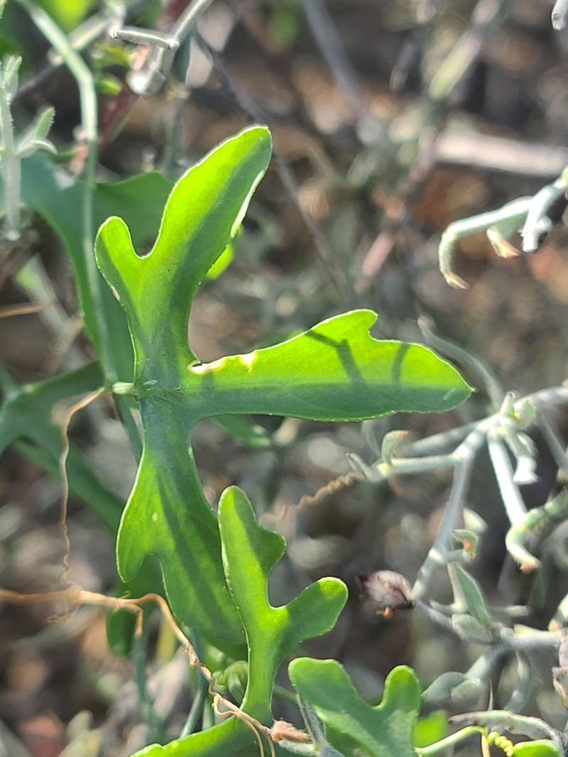 Tumamoc Globeberry