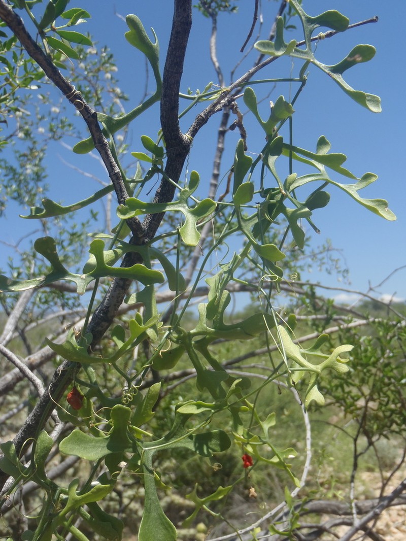 Tumamoc Globeberry photo 2