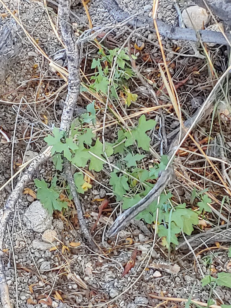 Tumamoc Globeberry photo 3