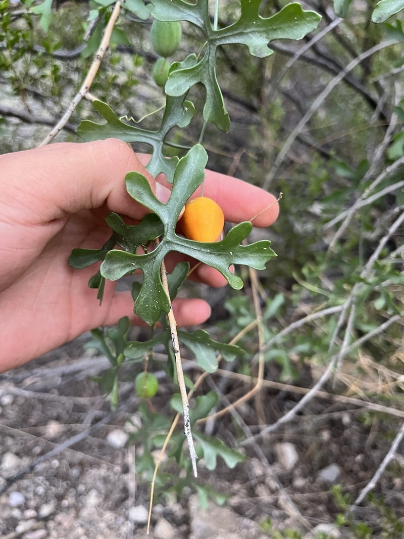 Tumamoc Globeberry photo 4