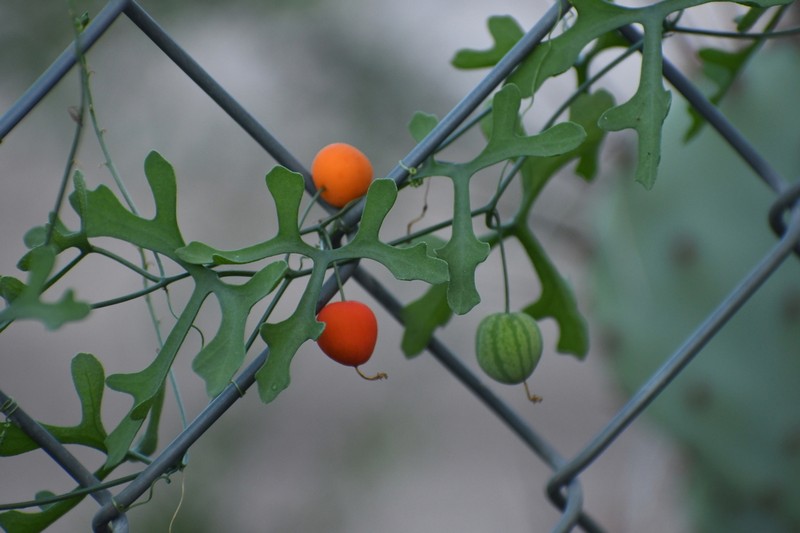 Tumamoc Globeberry photo 5