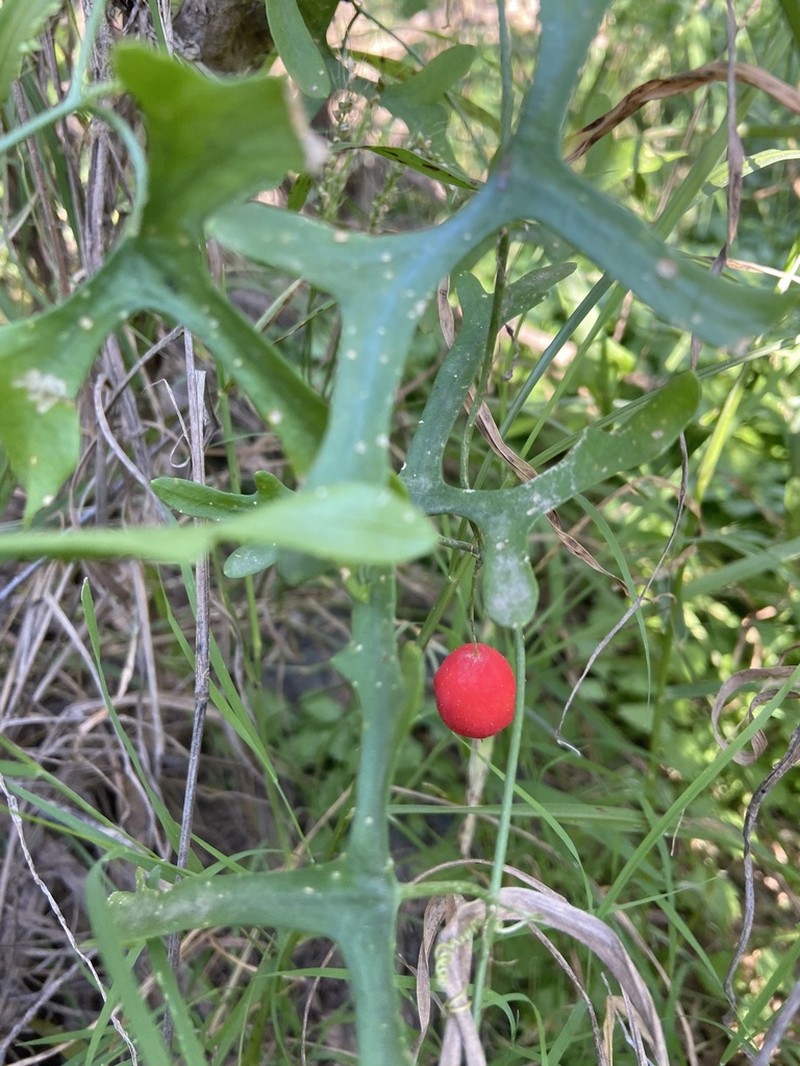 Tumamoc Globeberry photo 6