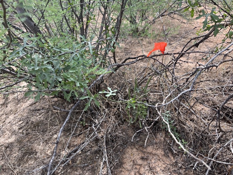 Tumamoc Globeberry photo 7