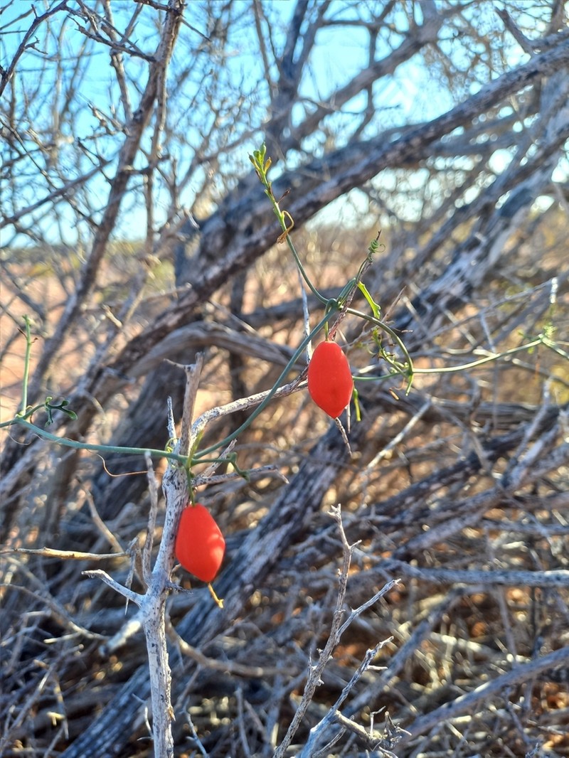 Tumamoc Globeberry photo 8
