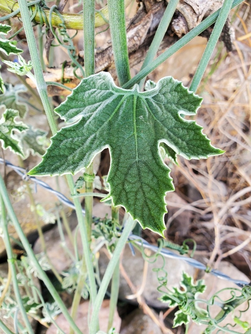Ibervillea maxima