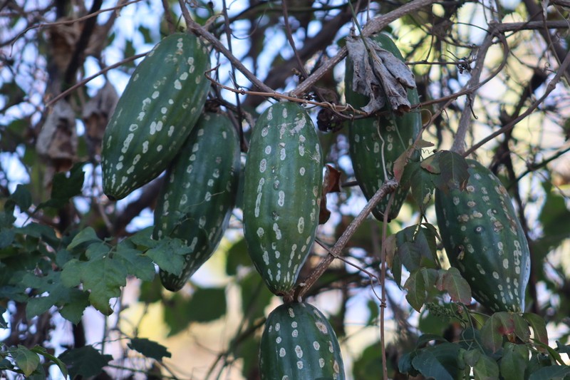 Ibervillea maxima photo 4