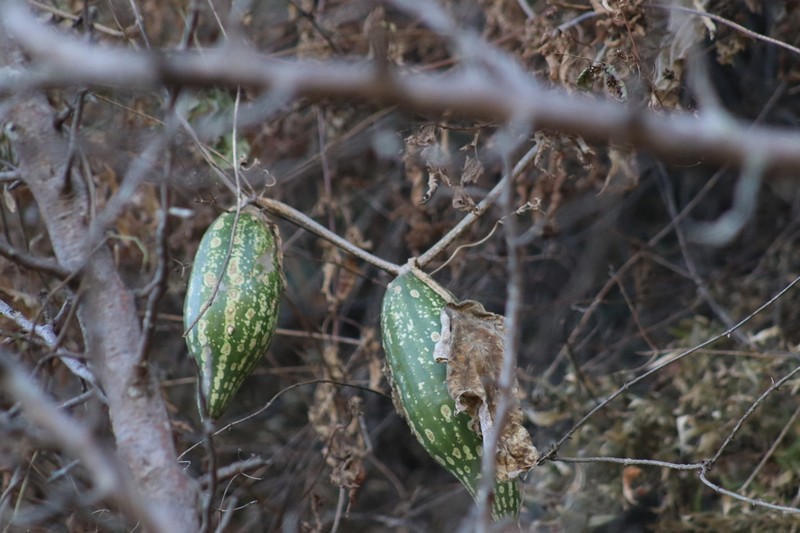 Ibervillea maxima photo 5