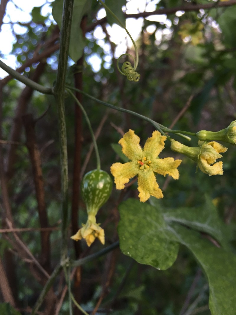 Ibervillea sonorae photo 3