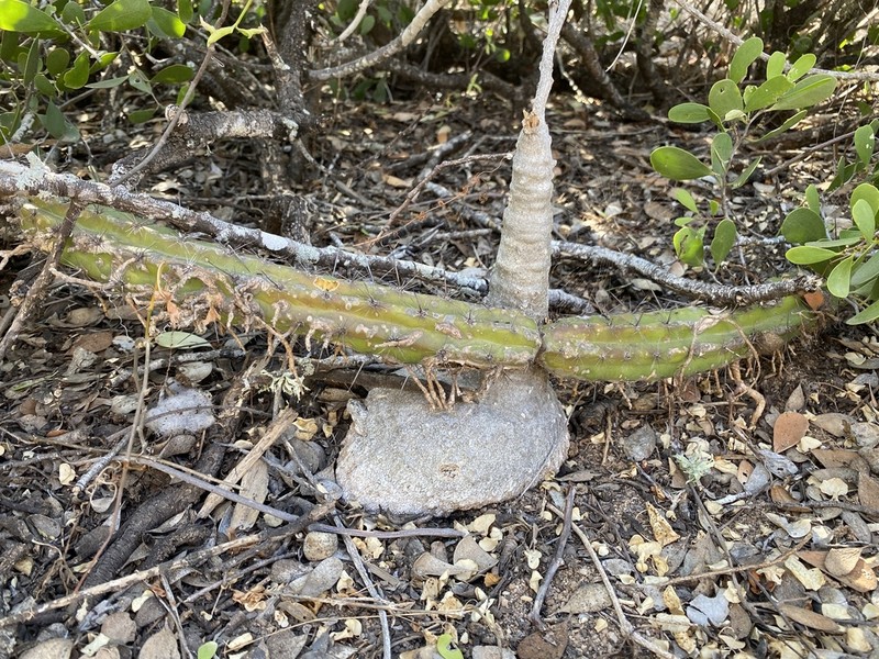 Ibervillea sonorae photo 4