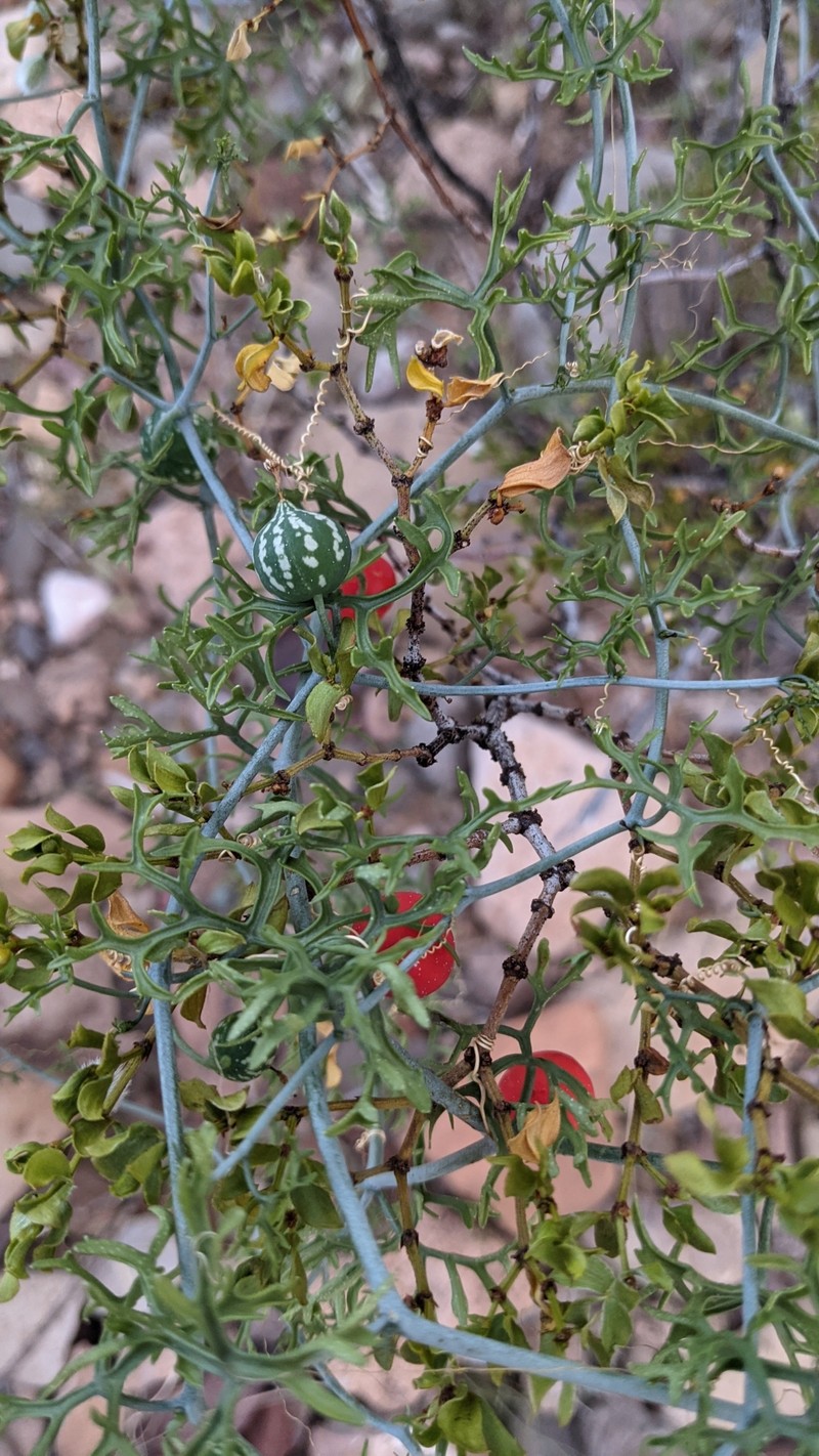 Slimlobe Globeberry photo 2