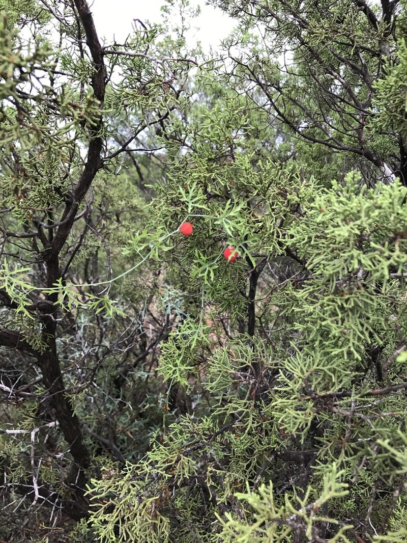 Slimlobe Globeberry