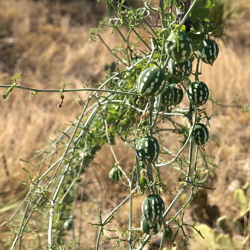 Slimlobe Globeberry photo 2