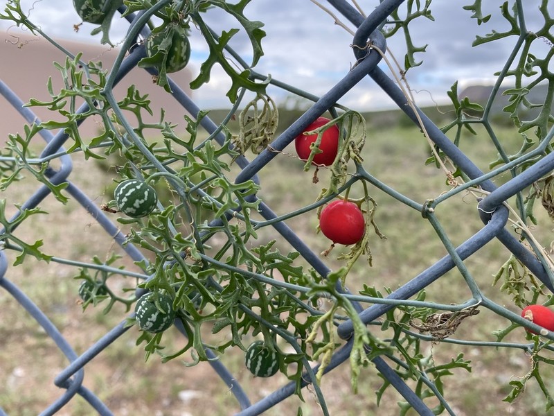Slimlobe Globeberry photo 4