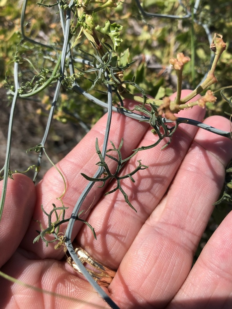 Slimlobe Globeberry photo 5