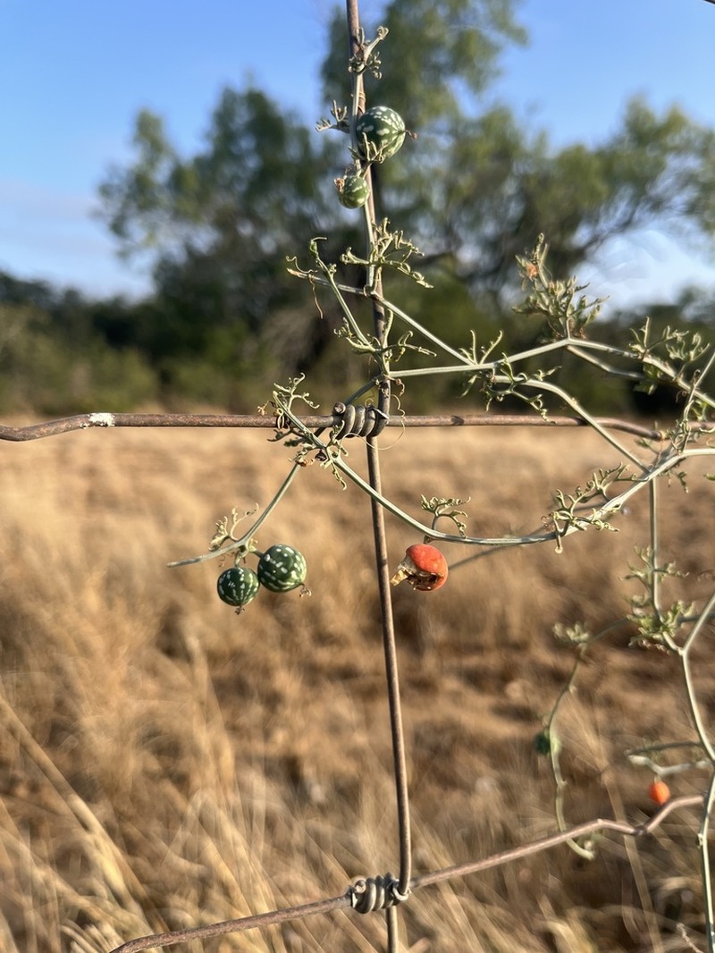 Slimlobe Globeberry photo 6