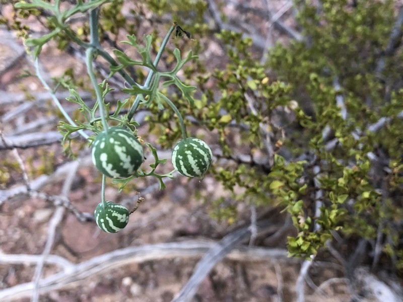 Slimlobe Globeberry photo 7
