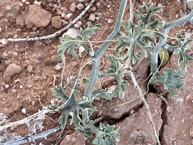 Slimlobe Globeberry photo 8