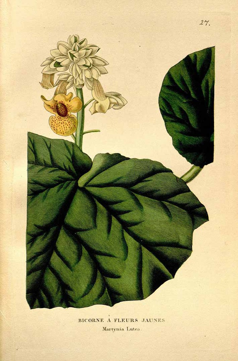 Yellow Unicorn-Plant photo 5