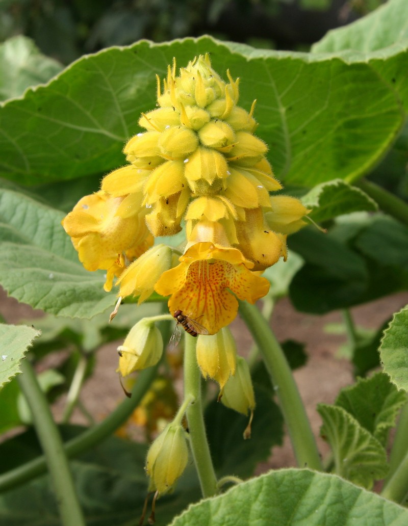 Yellow Unicorn-Plant photo 3
