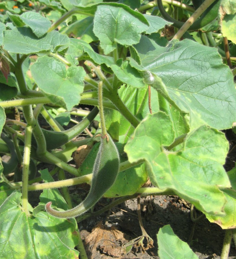 Yellow Unicorn-Plant photo 6
