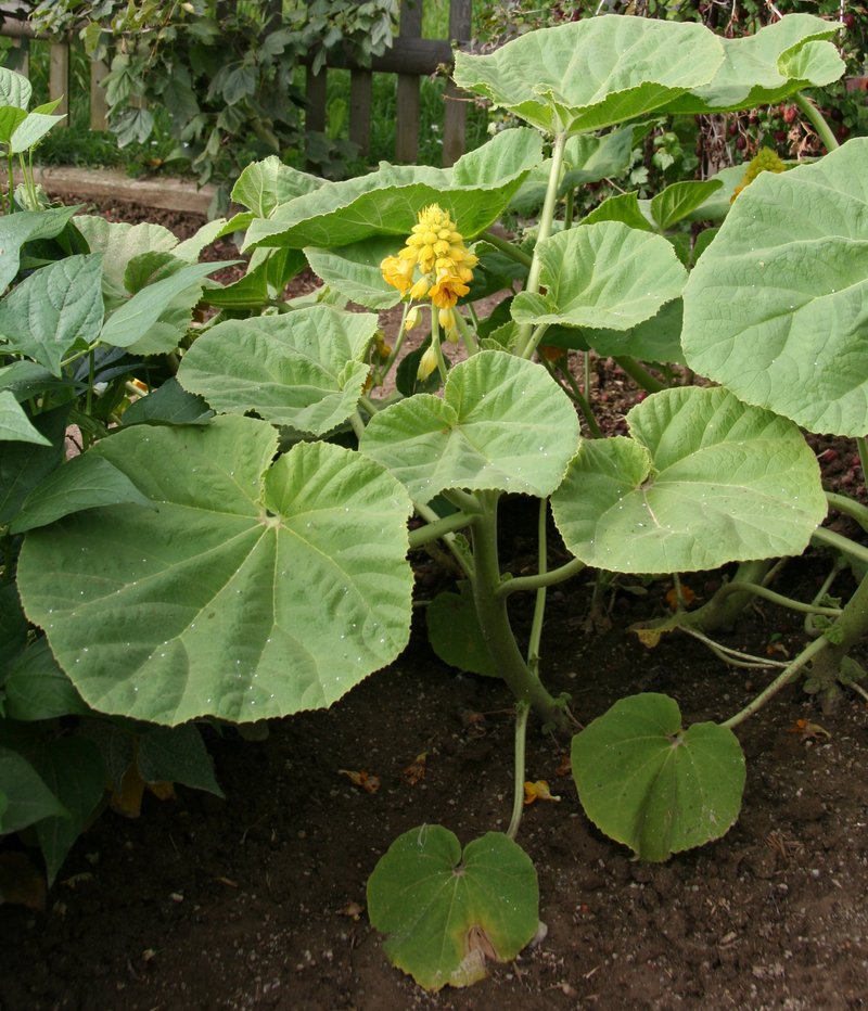 Yellow Unicorn-Plant photo 7