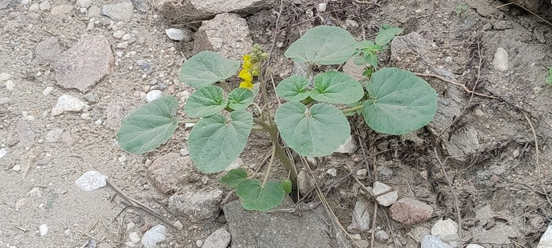 Ibicella parodii photo 2