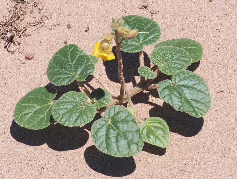 Ibicella parodii photo 3