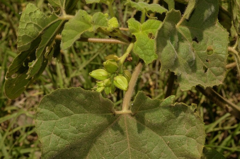Ibicella parodii photo 7