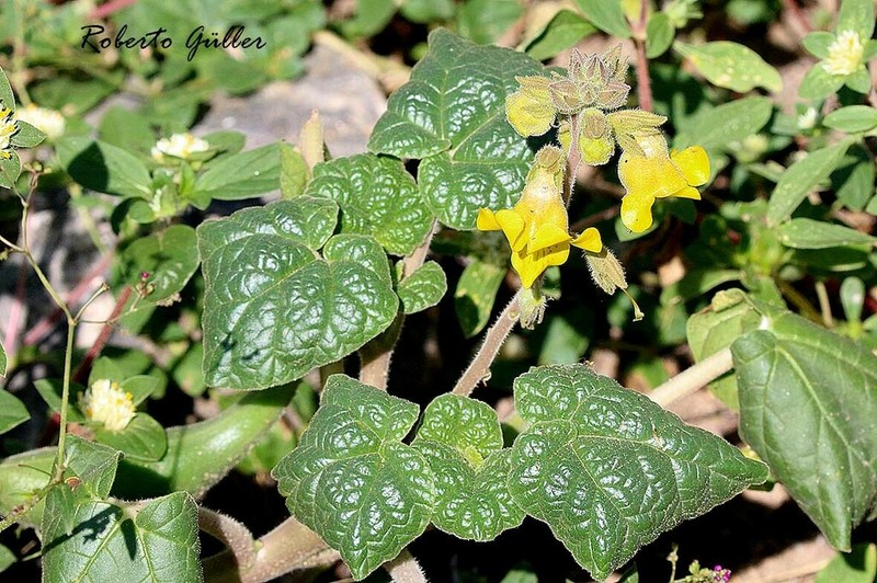 Ibicella parodii photo 8