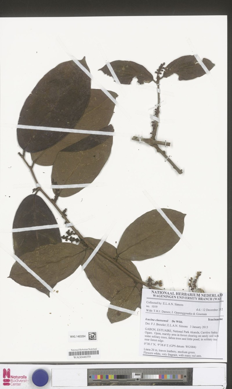 Icacina claessensii